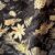 Fantasia Fiori/nero/giallo
